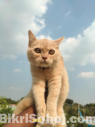 British shorthair exotic cat